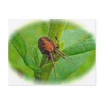 Brown Orange Araneus (?) Spider Postcard