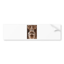 Brown Orangutan Face Close up (wc) Bumper Stickers