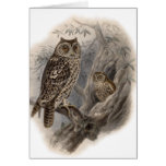 Brown Owl