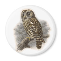 Brown Owl Magnets