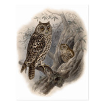Brown Owl Post Cards