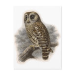 Brown Owl