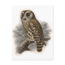 Brown Owl