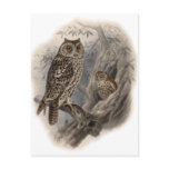 Brown Owl