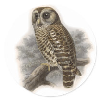 Brown Owl Sticker