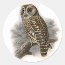 Brown Owl Sticker