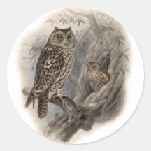 Brown Owl Sticker