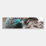 Brown Peacock  Bumper Sticker