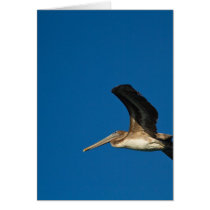 Brown Pelican Card