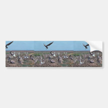 Brown pelican nesting colony bumper sticker