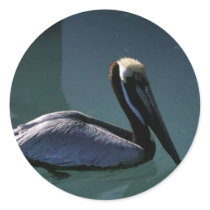 Brown Pelican Round Sticker