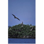 Brown pelicans at refuge cut outs