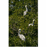 Brown pelicans in mangrove tree cut out