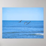 Brown Pelicans Posters
