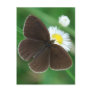 brown postcard