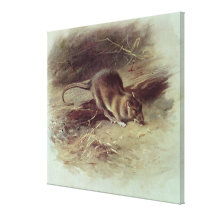 Brown Rat  1918 Stretched Canvas Prints