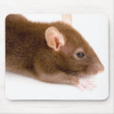 Brown Rat mousepads