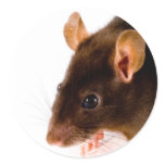 Brown Rat Round Stickers