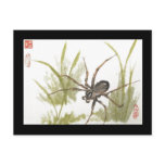Brown Recluse Spider Postcard