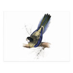 Brown’s Parrakeet by Edward Lear Post Card