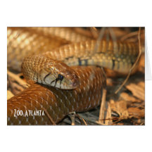 Brown Snake Greeting Card