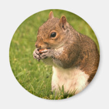 Brown Squirrel Magnet