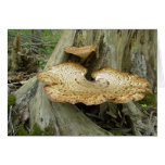 Brown Striped Shelf Fungus Coordinating Items Greeting Card