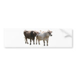 Brown Swiss Cows bumper stickers