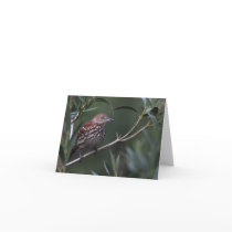 Brown Thrasher - Joe Sweeney - card