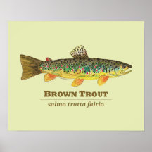 Brown Trout Latin Ichthyology Poster