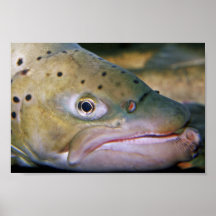 Brown trout posters