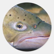 Brown trout sticker