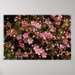 Brown Wax flower flowers Print