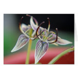 Brownie flower, California native plant - Card