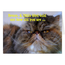 Bruce Happy Birthday Humour Calico Persian Kitty Greeting Cards