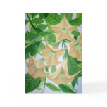 Brugmansia Painting cards