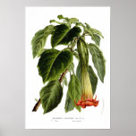 Brugmansia sanguinea (Angel's trumpet) Poster