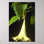 Brugmansia X Candida (Angel's Trumpet) Pink flower Poster