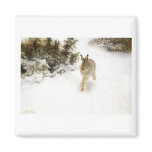 Bruno Liljefor - Winter Hare Rabbit Bunny Snow Oil magnets