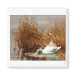 Bruno Liljefors - Swans @ Beach 1920 Oil Bird Sea magnets