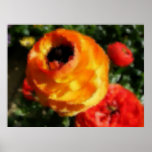 Brush Stroke Ranunculus Posters
