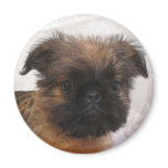 Brussell Griffon Magnet