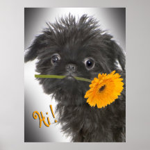 Brussels Griffon black with Daisy Posters