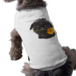 Brussels Griffon Daisy gifts pet clothing