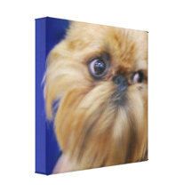 Brussels Griffon Dog Canvas Print