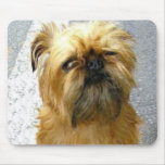 Brussels Griffon Mousepad