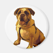 Brutus-Bulldog Magnet