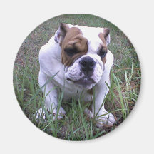 Brutus Puppy Fridge Magnet