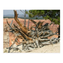 Bryce Canyon National Park Postcards