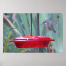 BT- Hummingbird Delight Poster